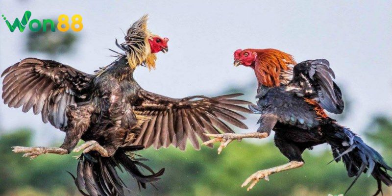 Các loại hình đá gà phổ biến tại Won88