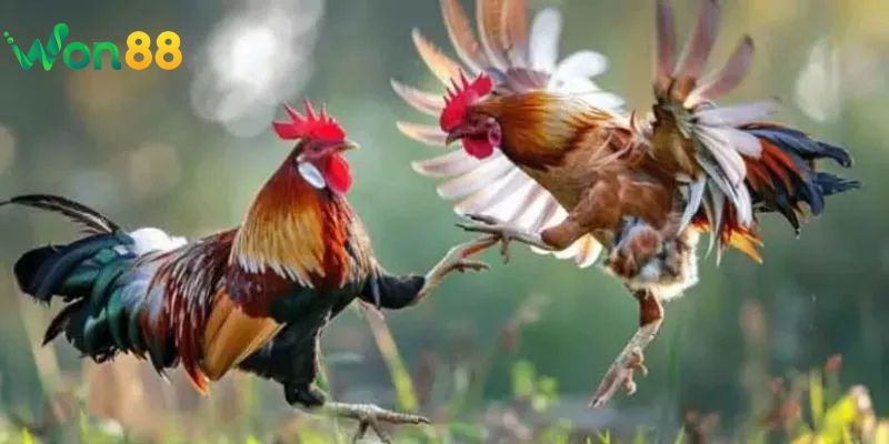 Các loại kèo cá cược đá gà Won88