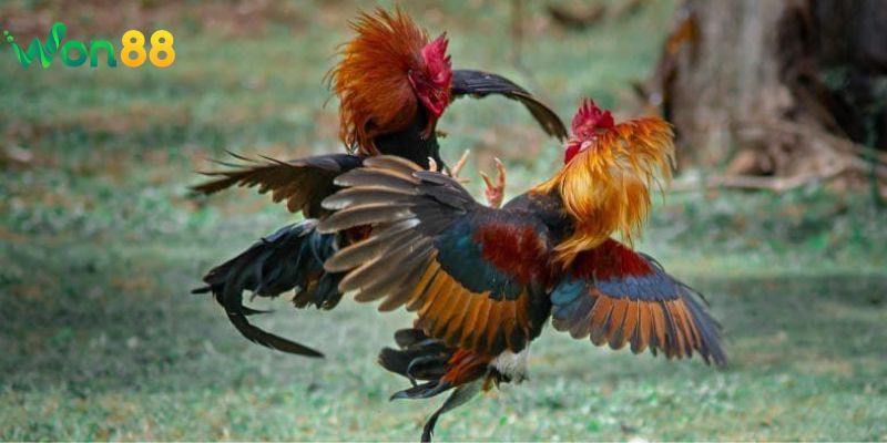 Cách tham gia cá cược đá gà Won88